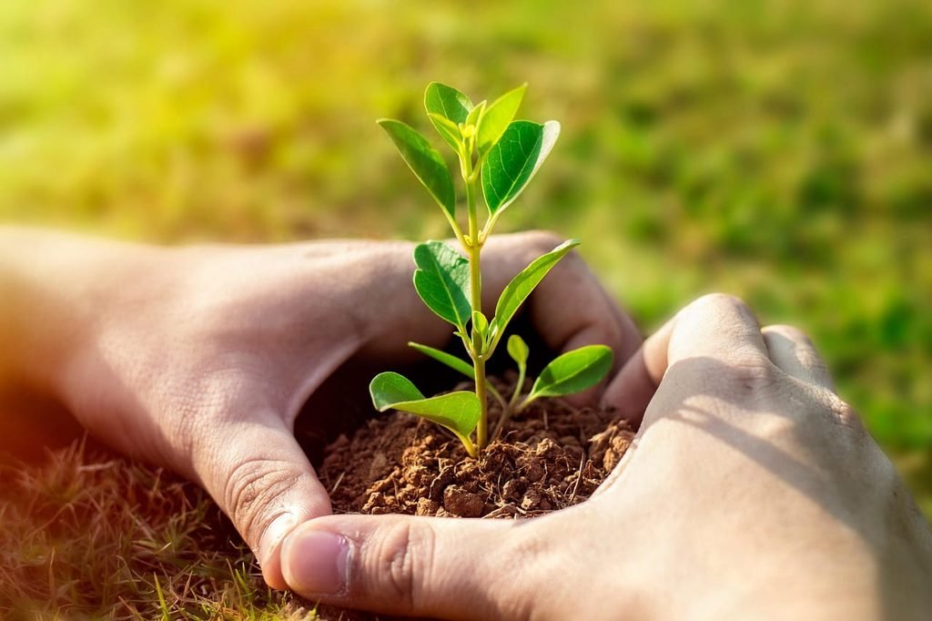 Duas mãos humanas cobrindo e protegendo uma pequena muda verde plantada no solo, sob a luz dourada do sol e um fundo gramado embaçado. Empresas do Interior também precisam de um site profissional